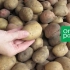 Jakie ziemniaki zabrać na nasiona i jak je uratować